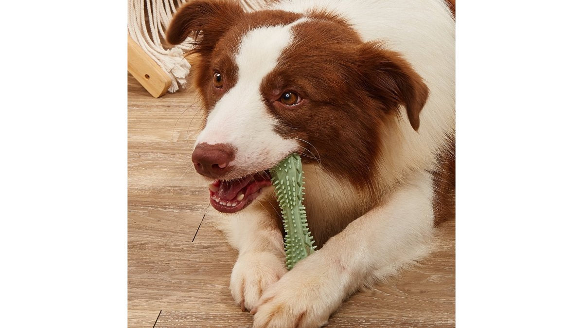 Durable Dog Toys for Aggressive Chewers: 2026 Picks