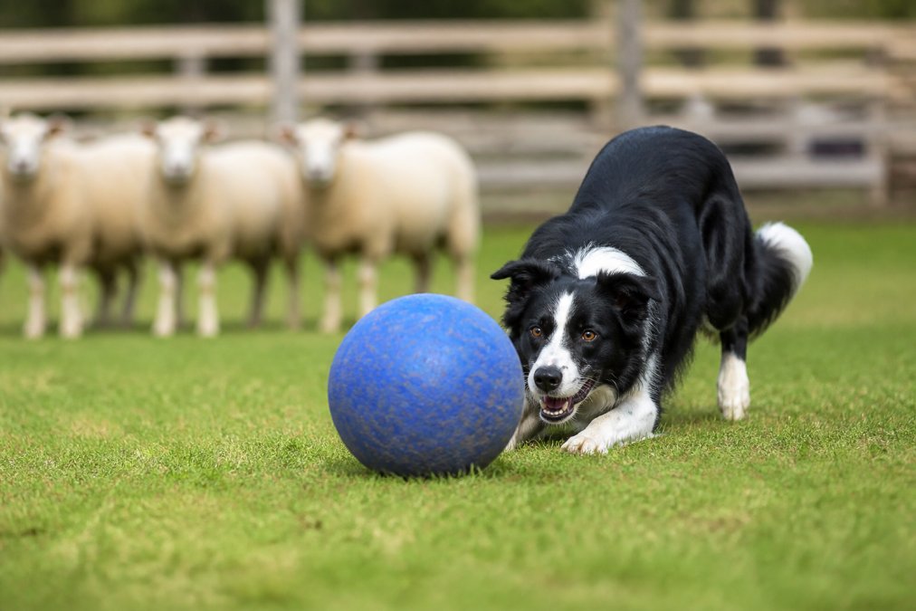 Durable Herding Ball for Dogs: 2026 Review & Guide