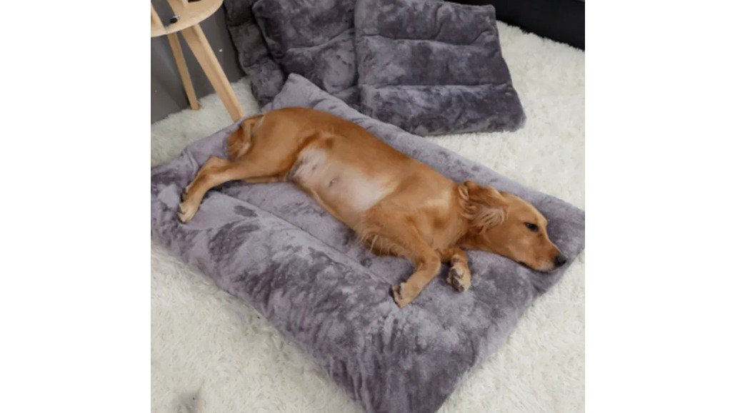 Best Toys for Senior Dog Comfort: 2026 Comparison