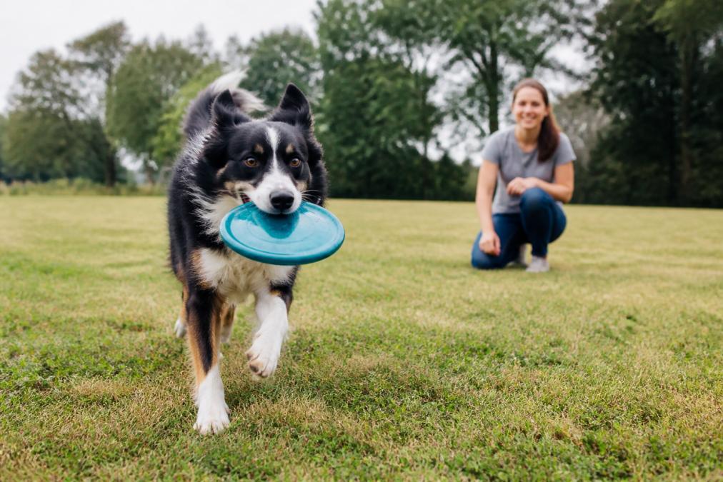 How to Tire Out High Energy Dogs: 7 Proven Ways
