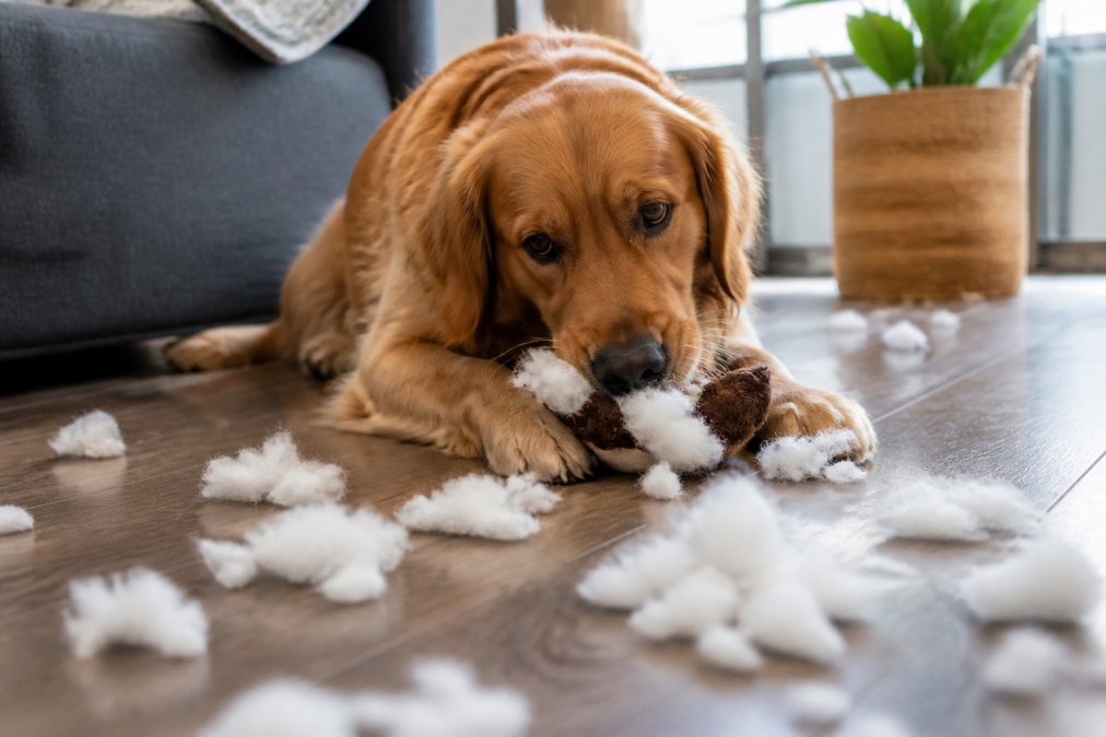 Why Does My Dog Shred Toys? Causes and Fixes