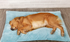 Plush Pet Bed for Dogs and Cats