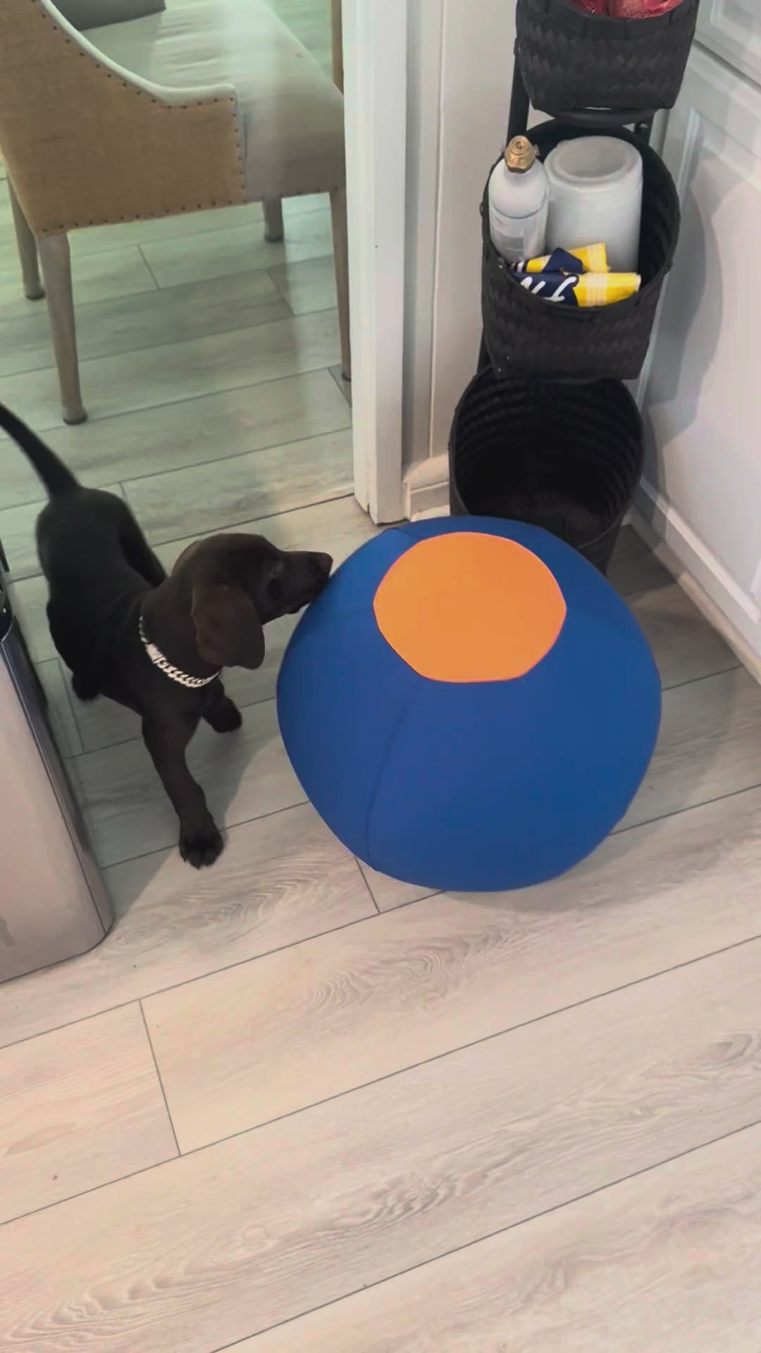 Chocolate lab next to the 17.7-inch OG Herding Ball, showing how large it is