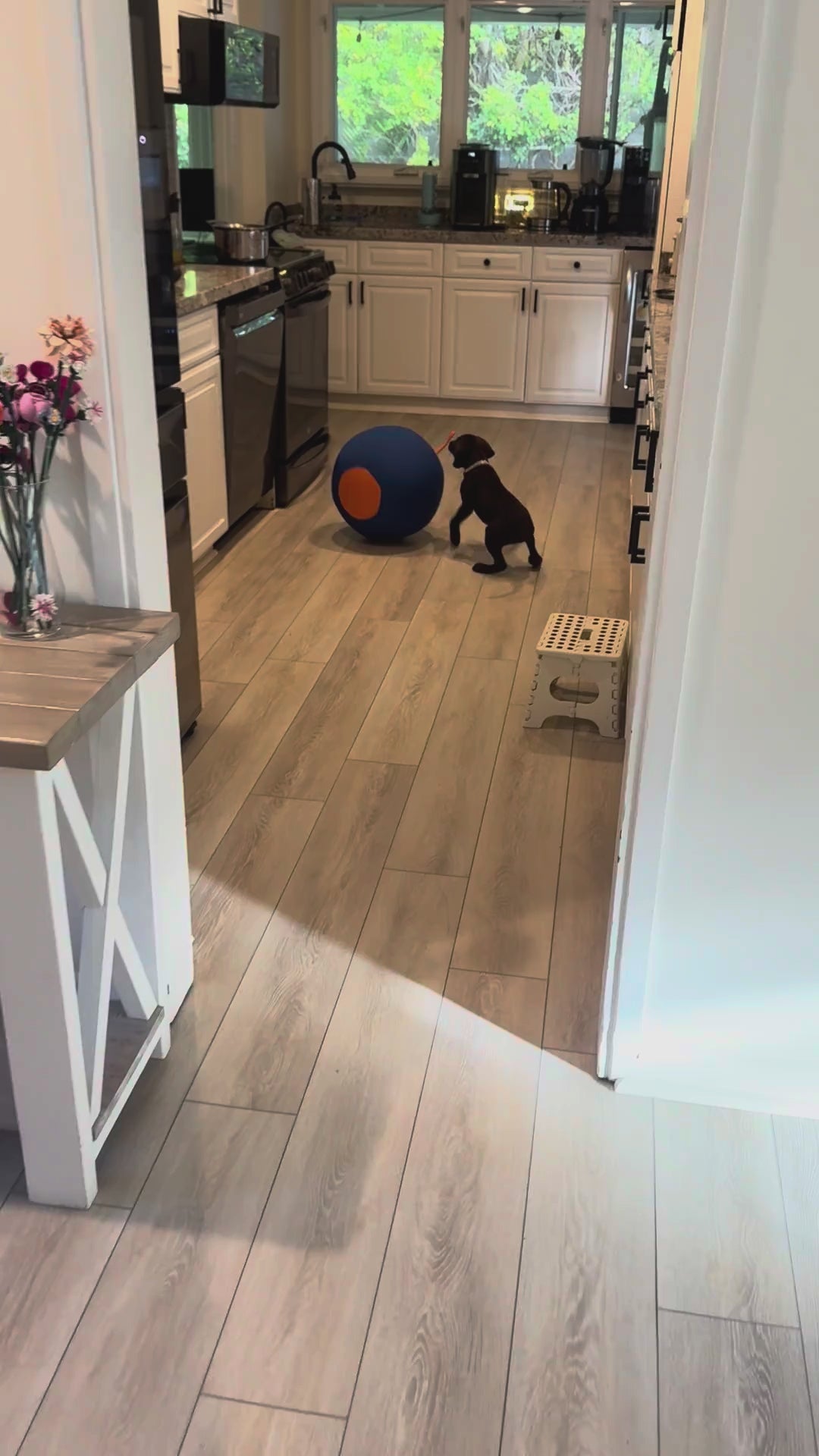 Herding Ball for Dogs — 17.7" Inflatable Chase & Push Toy