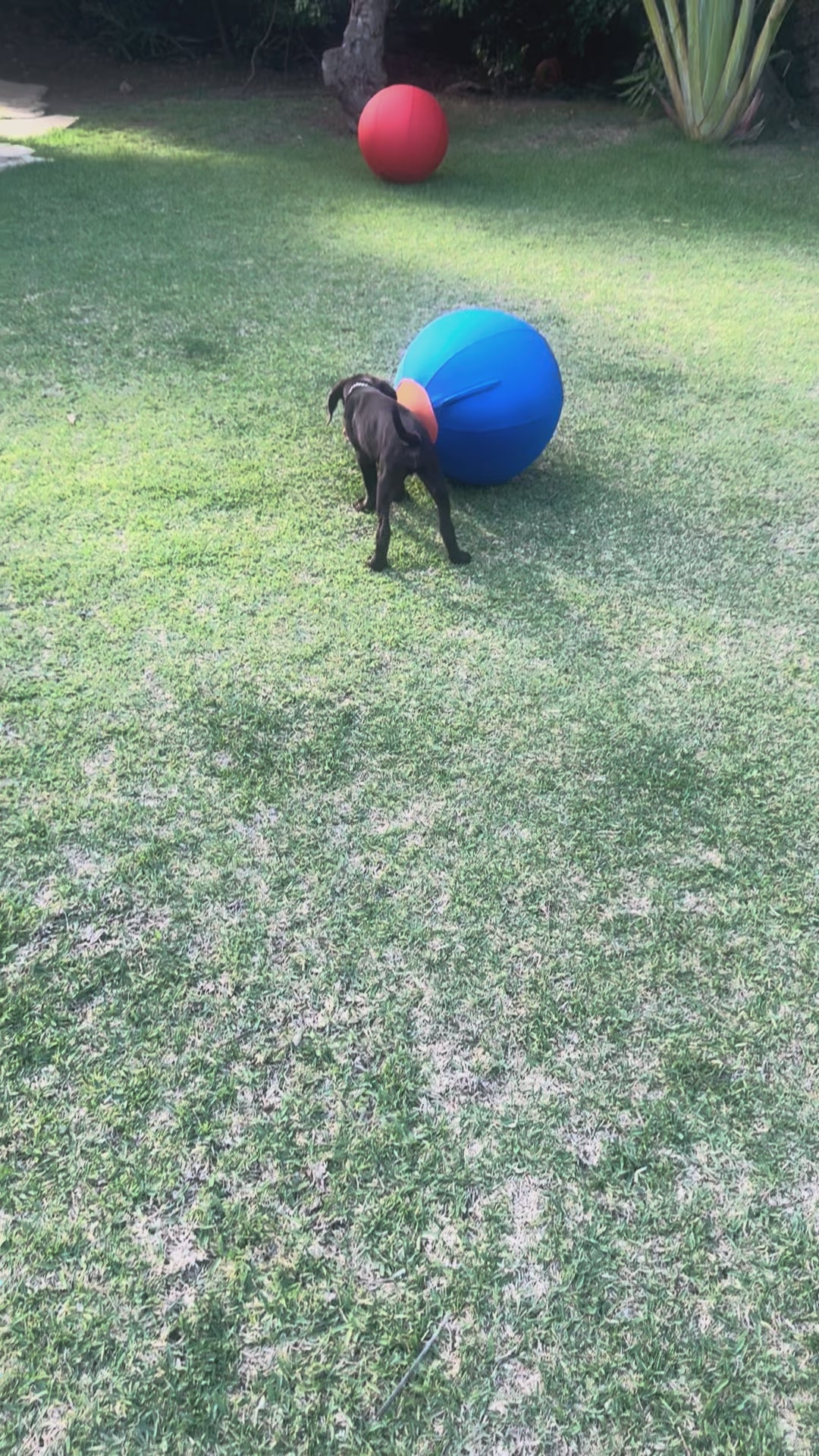 Dog chasing and pushing the herding ball across a grass lawn outdoors