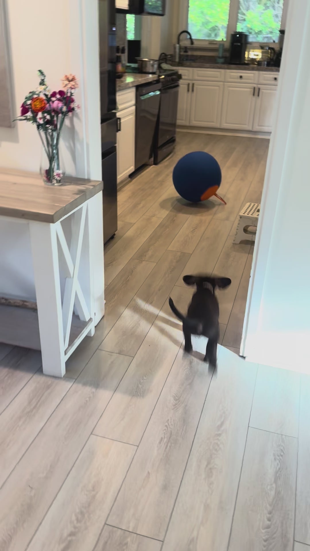 Herding Ball for Dogs — 17.7" Inflatable Chase & Push Toy