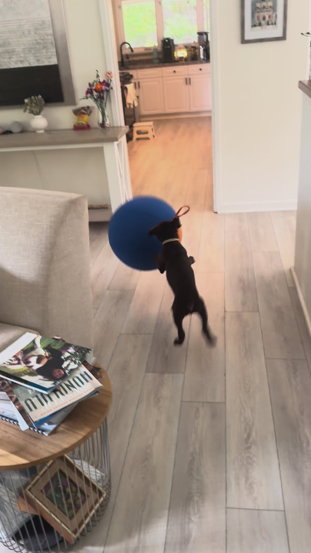 Herding Ball for Dogs — 17.7" Inflatable Chase & Push Toy