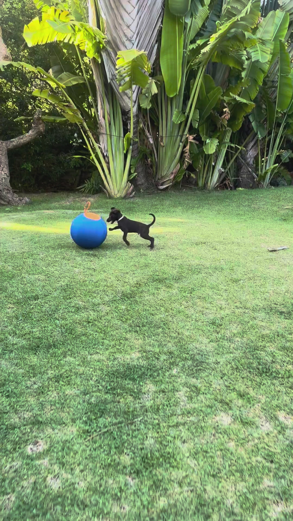 Herding Ball for Dogs — 17.7" Inflatable Chase & Push Toy