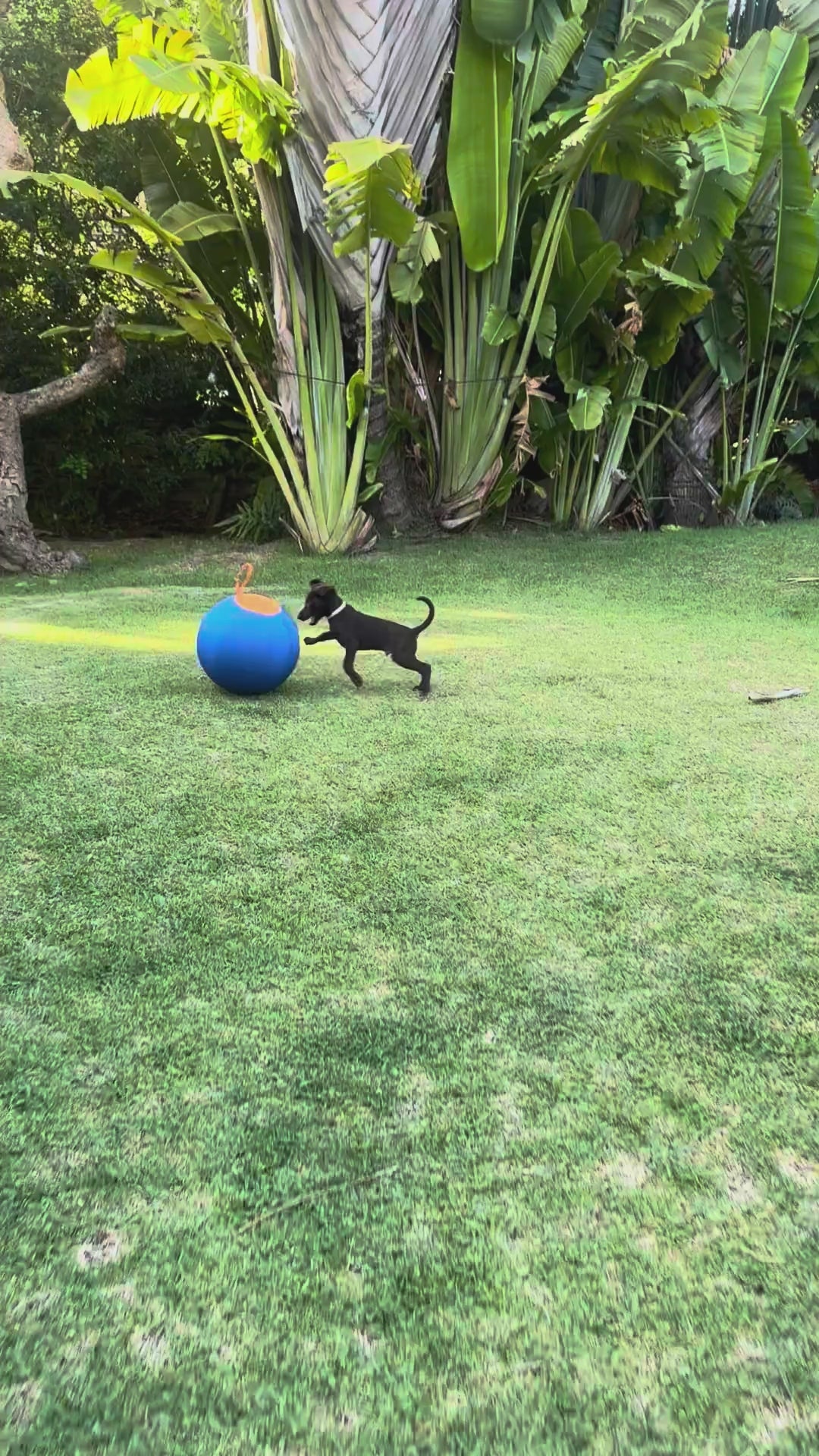 Herding Ball for Dogs — 17.7" Inflatable Chase & Push Toy