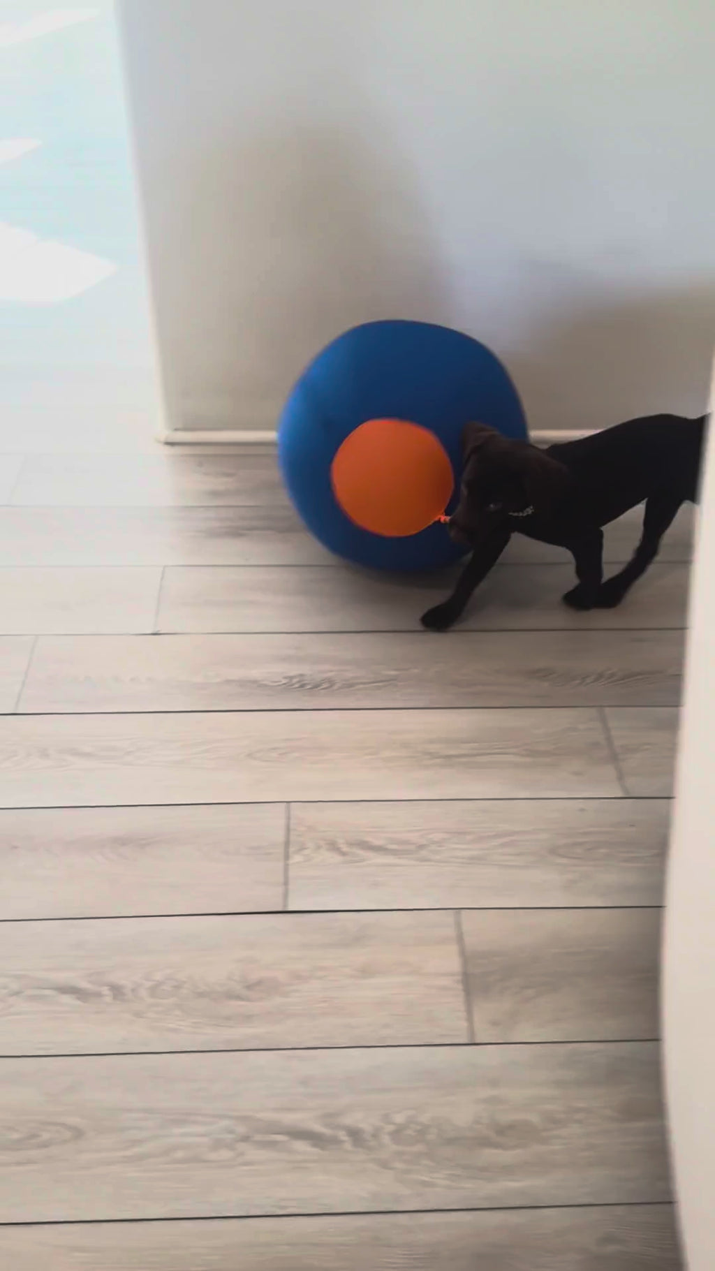 Dog playing with the herding ball indoors