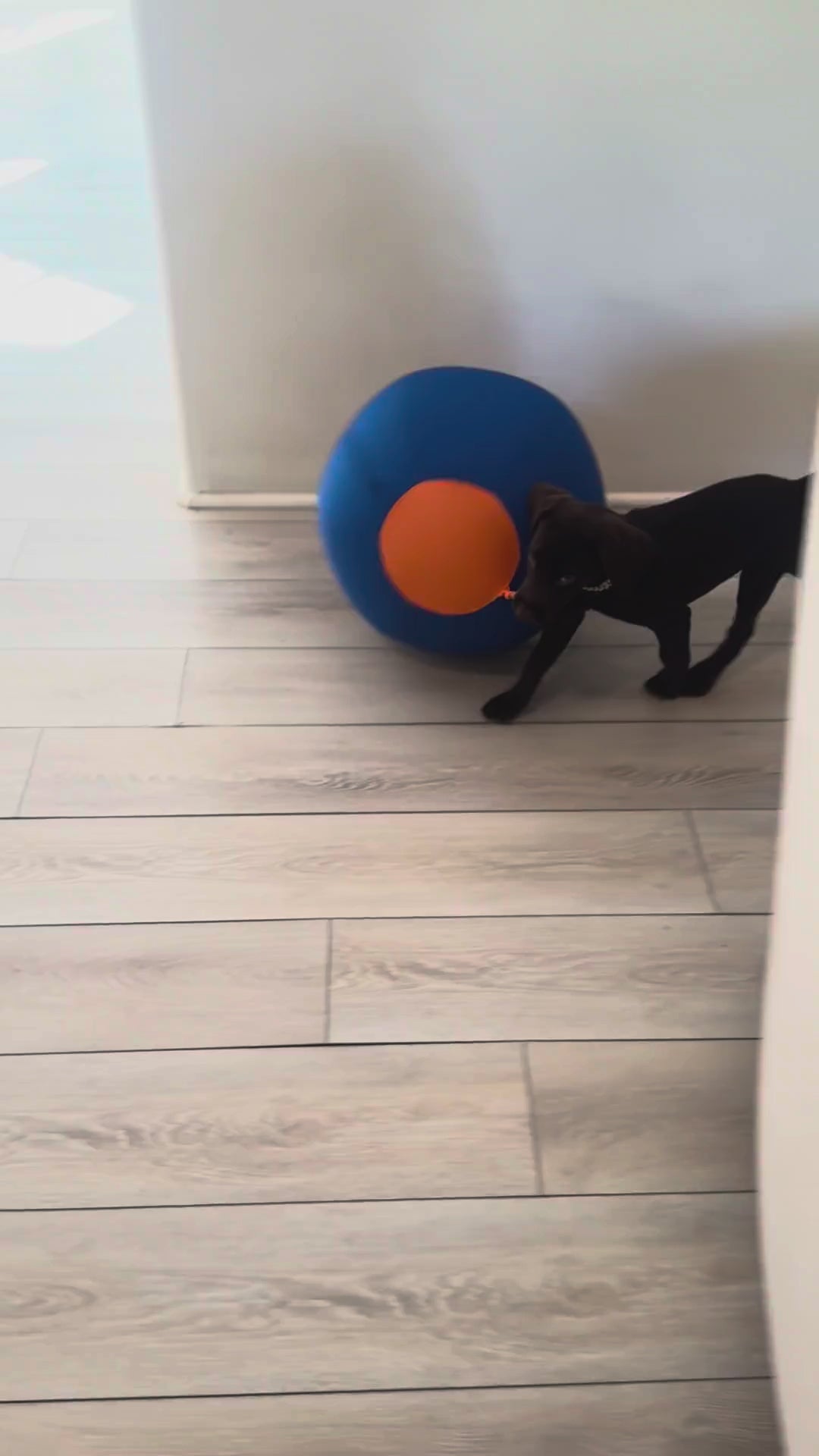 Dog playing with the herding ball indoors