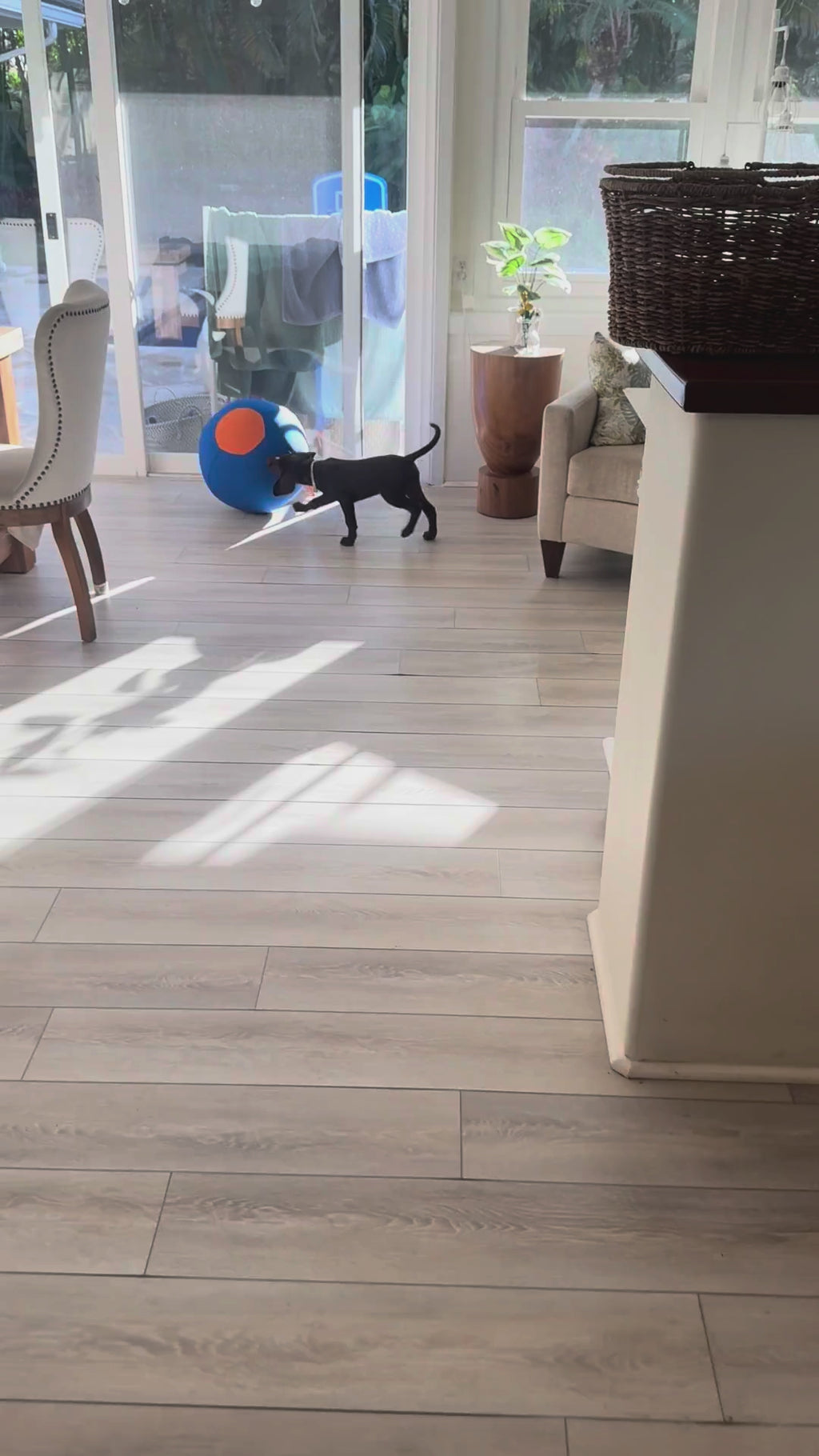 Dog chasing the herding ball down a hallway at speed